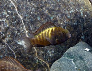 Yellow Band Tropheus Moorii Cichlid Reg for sale at azgardens.com