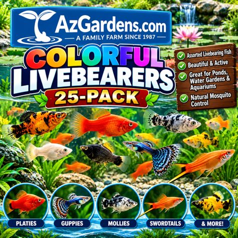 Minnow - Colorful Live-beaer 25 Pack