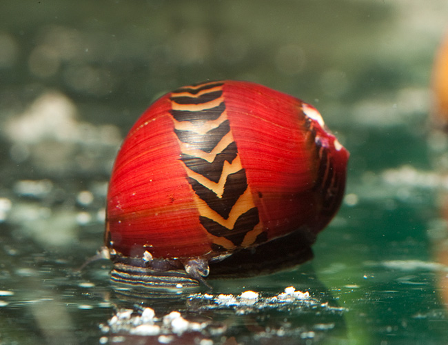The red racer snail (Vittina waigiensis), the world most beautiful