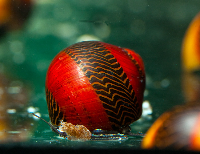 Red Racer Nerite Snail Vittina waigiensis for sale at