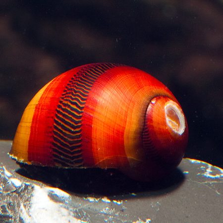 Freshwater Aquatic Snails