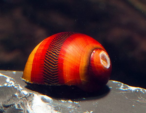 Red Racer Nerite Snail Vittina waigiensis