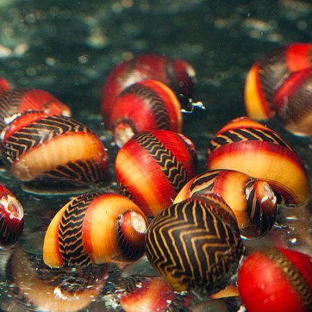 aquarium snails for sale near me