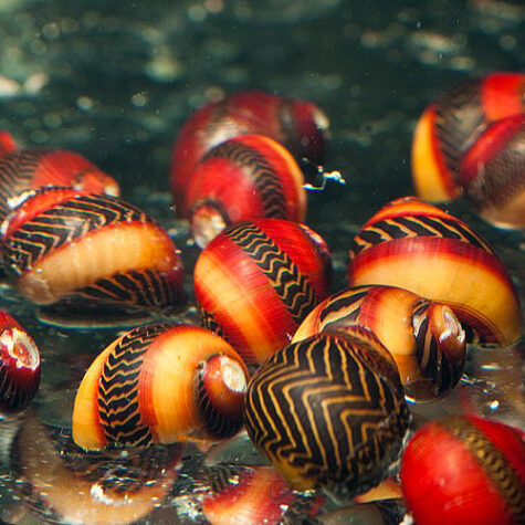 live freshwater snails for sale
