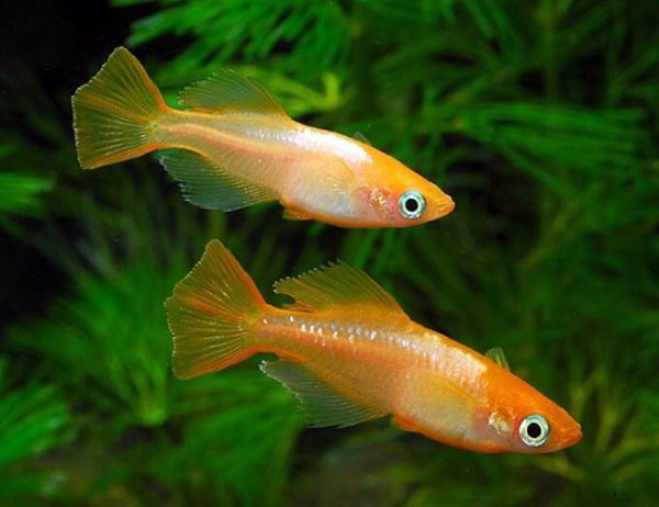 orange medaka rice fish for sale