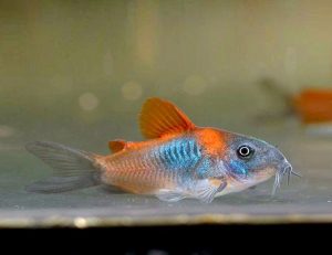 Cory - Venezuelan Red Sailfin Cory Corydoras venezuelanus - Arizona ...