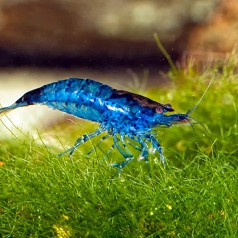 Freshwater Shrimp - Blue Velvet Rili Shrimp