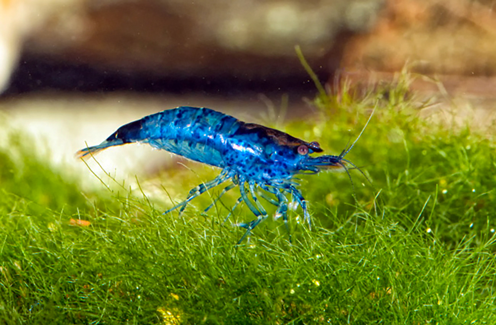 Freshwater Shrimp - Blue Velvet Rili Shrimp