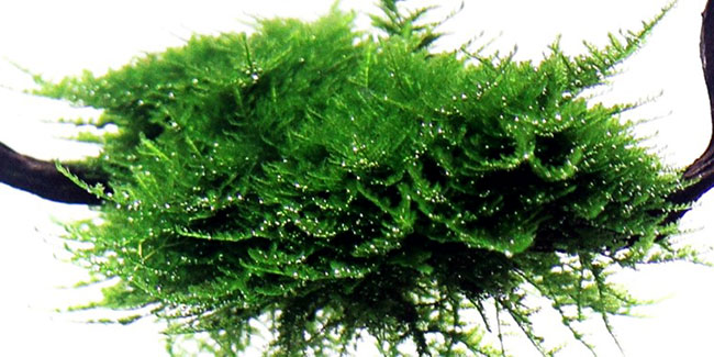 Vesicularia montagnei 'Christmas Moss' TC by Tropica