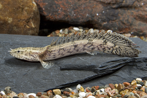 bichir-full-care-guide-breeding-tank-size-disease