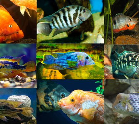 New World Cichlids Aquarium Fish For Sale Arizona Aquatic Gardens