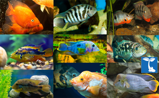 south american fish aquarium