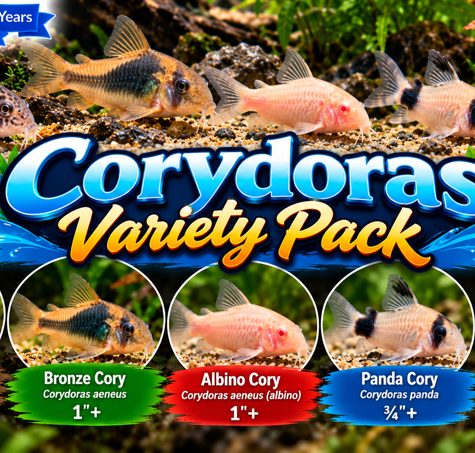 #1 Corydoras Catfish Variety Pack