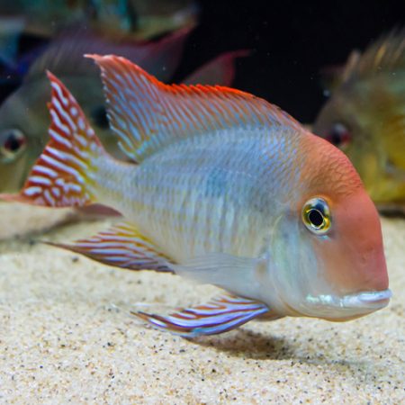 Cichlids - New World Cichlids Aquarium Fish