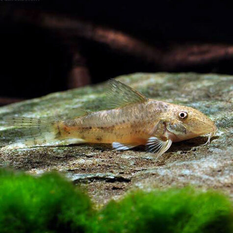 Cory - Banded Cory Catfish Barbatus Corydoras for sale at azgardens.com