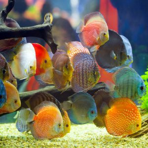 Online Fish Store: Aquarium Plants & Decorations | Arizona Aquatic Gardens