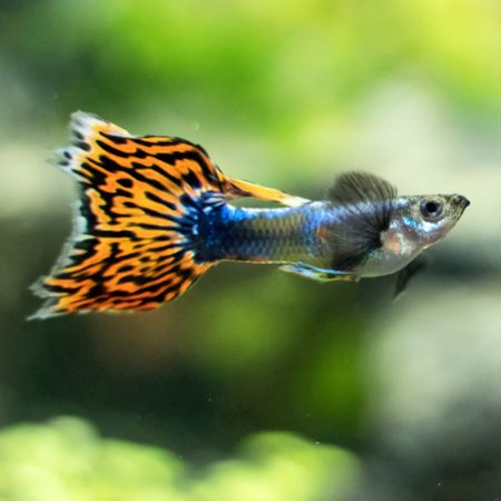 Buy Colorful Tropical Fish Online & Exotic Freshwater Fish for Sale |  Arizona Aquatic Gardens