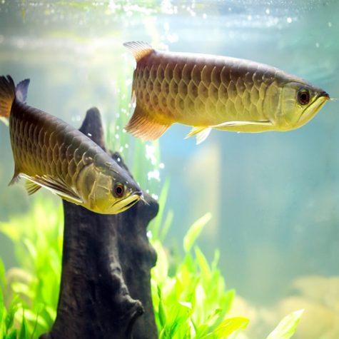 freshwater aquarium fish online