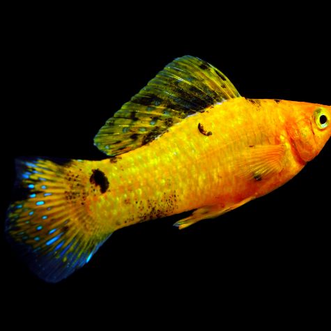 exotic freshwater fish for sale