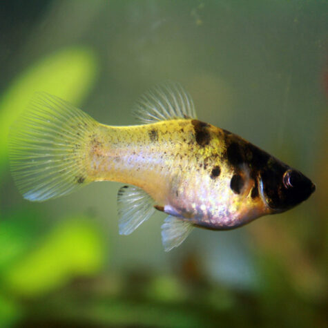 Livebearers - Platy or Platies