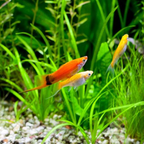 exotic freshwater fish for sale