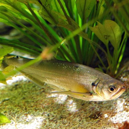Fish choices for Larger Aquariums