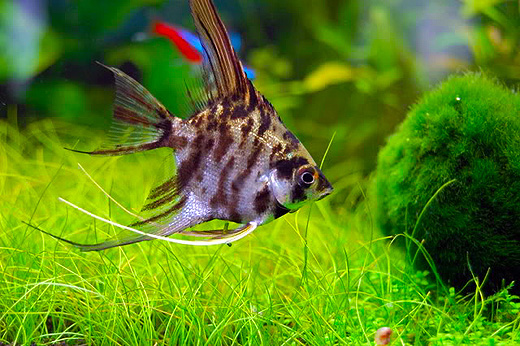 Freshwater Angelfish for sale at 