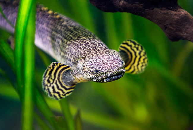 freshwater tank eels