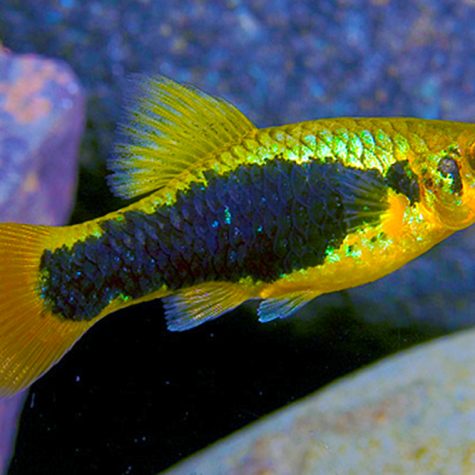 Variatus - Redtail Black Highfin Variatus Live-bearer Aquarium Fish