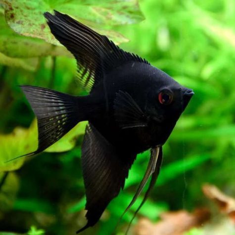 Freshwater Angelfish - Black Angel Pterophyllum Scalare