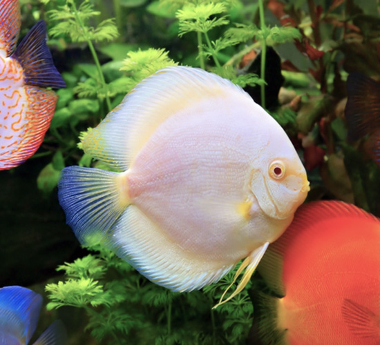 discus freshwater fish for sale