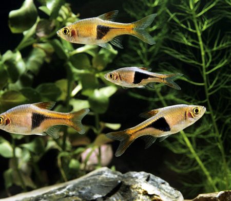 Rasboras Aquarium Fish