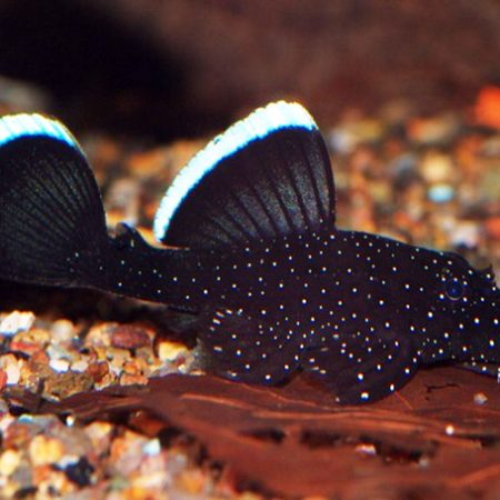 Pleco - White Seam or Starlight Bristlenose Catfish L183 Ancistrus Dolichop...