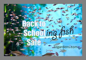 Tropical Freshwater Schooling Aquarium Fish for Sale at AzGardens.com