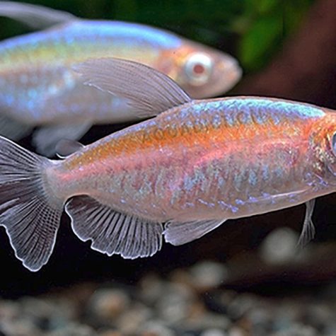 Tetra Fish - Congo Albino Tetra
