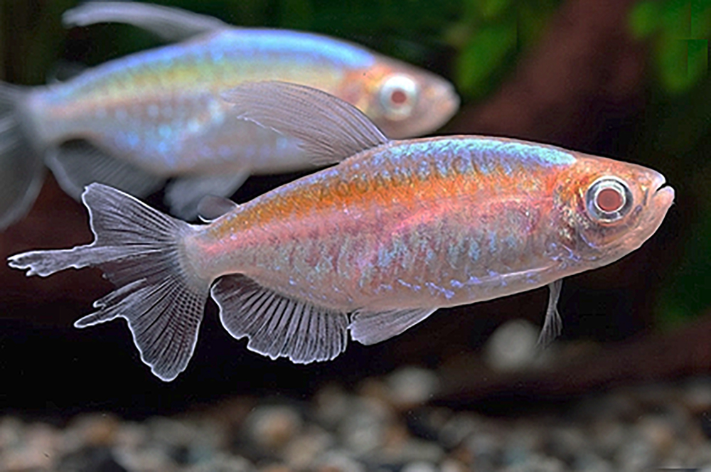 Tetra Fish - Congo Albino Tetra