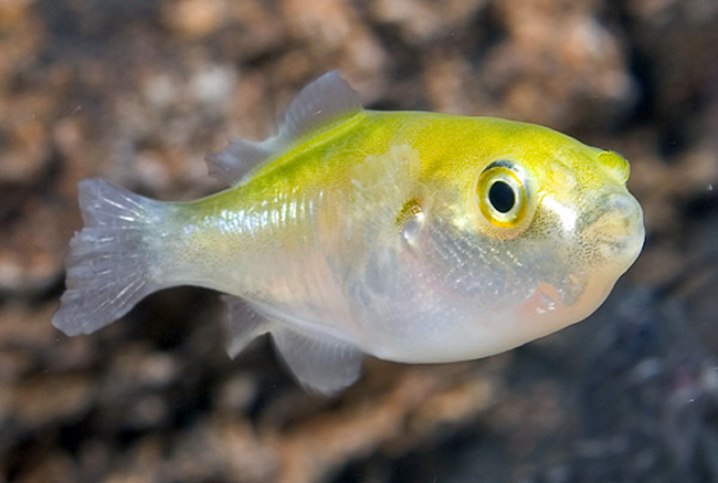 Avocado Puffer fish Xenopterus naritus naritus for sale at