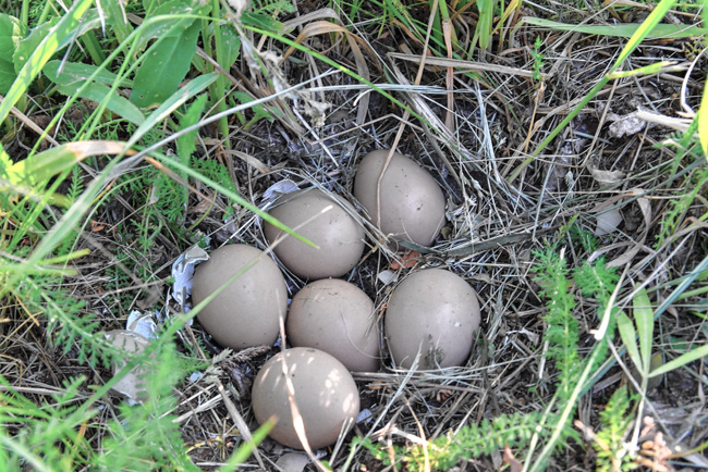 12 Green Melanistic Pheasant Hatching Eggs 