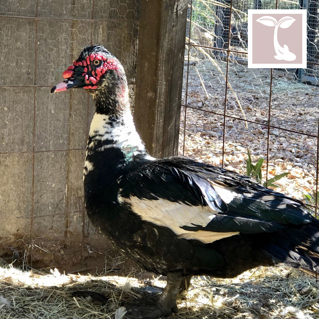 8+ Muscovy Duck Hatching Eggs – Rare Colors, Pure Breed, Show Quality – NPIP