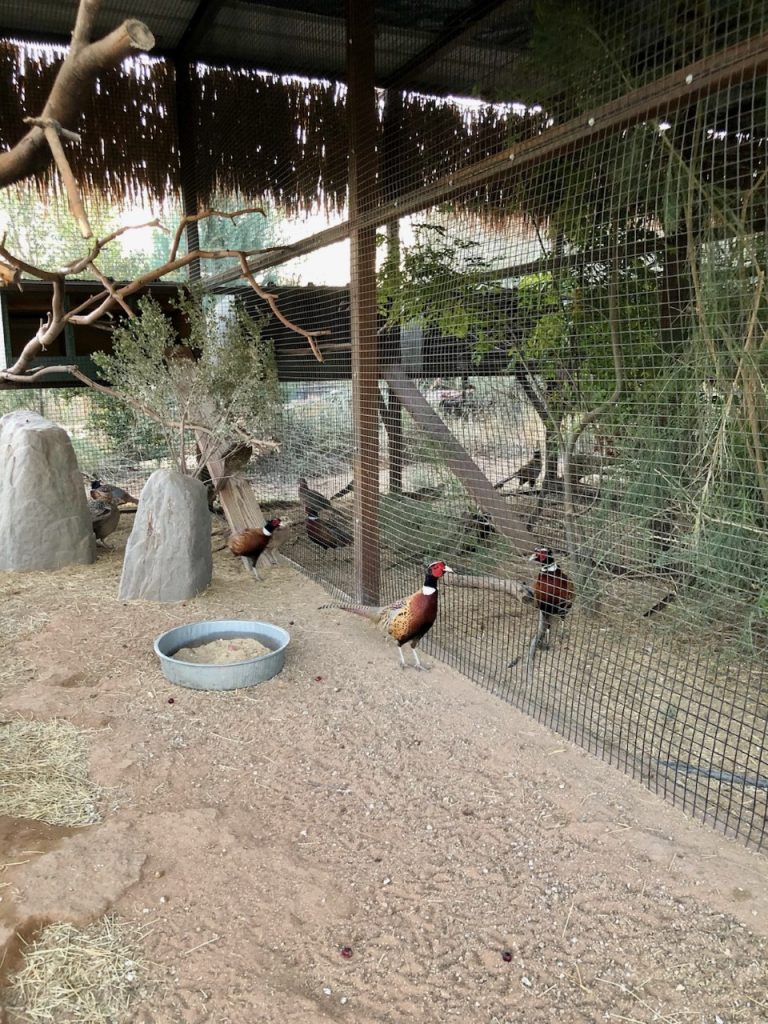 Ringnecked Pheasant Hatching Eggs Phasianus colchicus for sale