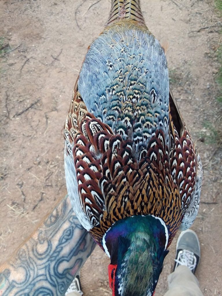 Ringnecked Pheasant Hatching Eggs Phasianus colchicus for sale