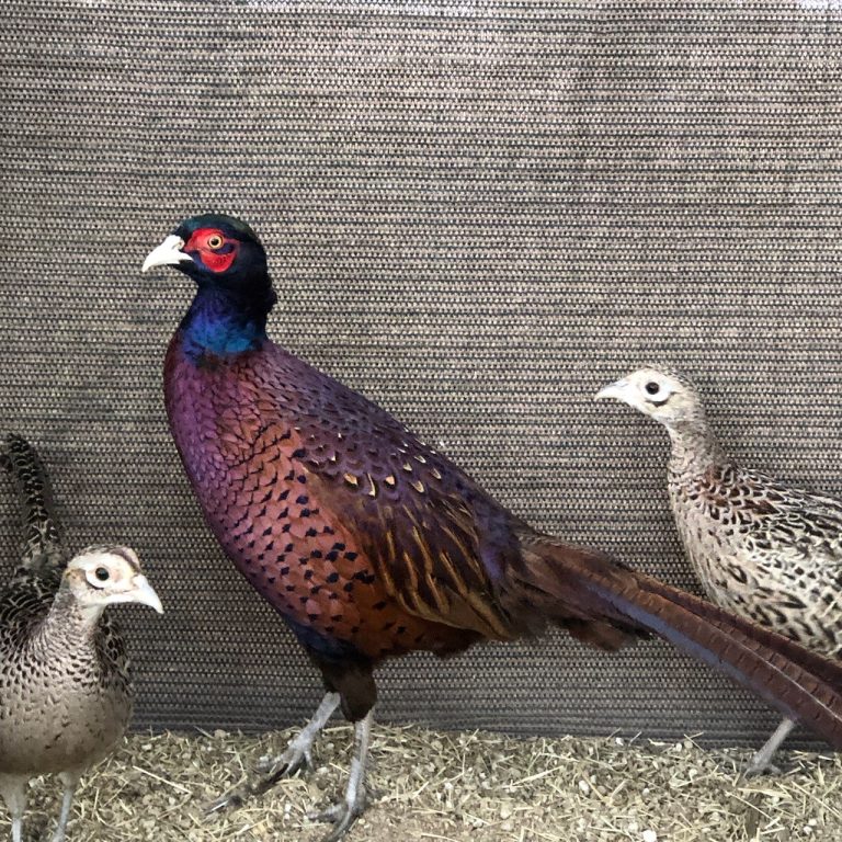 English Blackneck X. Reeve's F2 Hybrid Pheasant eggs for sale
