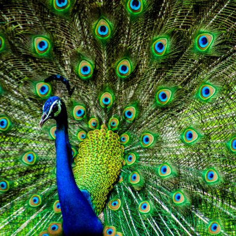 Fertile Hatching Eggs - Peacock Assorted colors