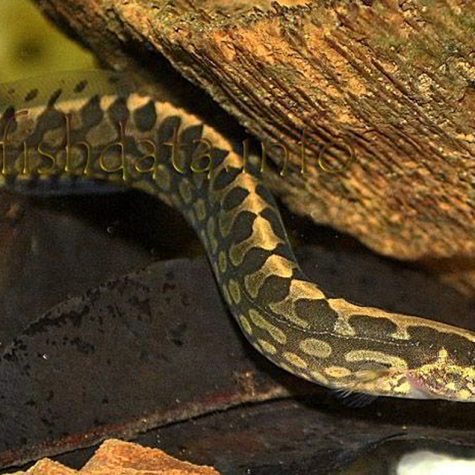 Freshwater Eel - Tire Track Eel