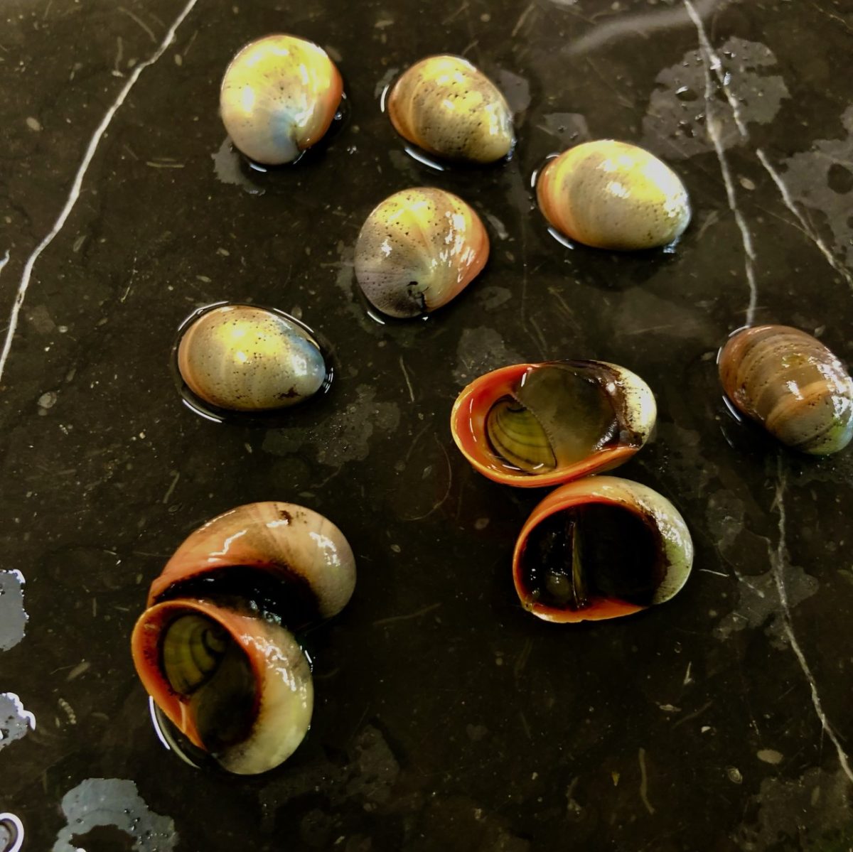 Algae Eating Golden Helmet Nerite Snail Arizona Aquatic Gardens