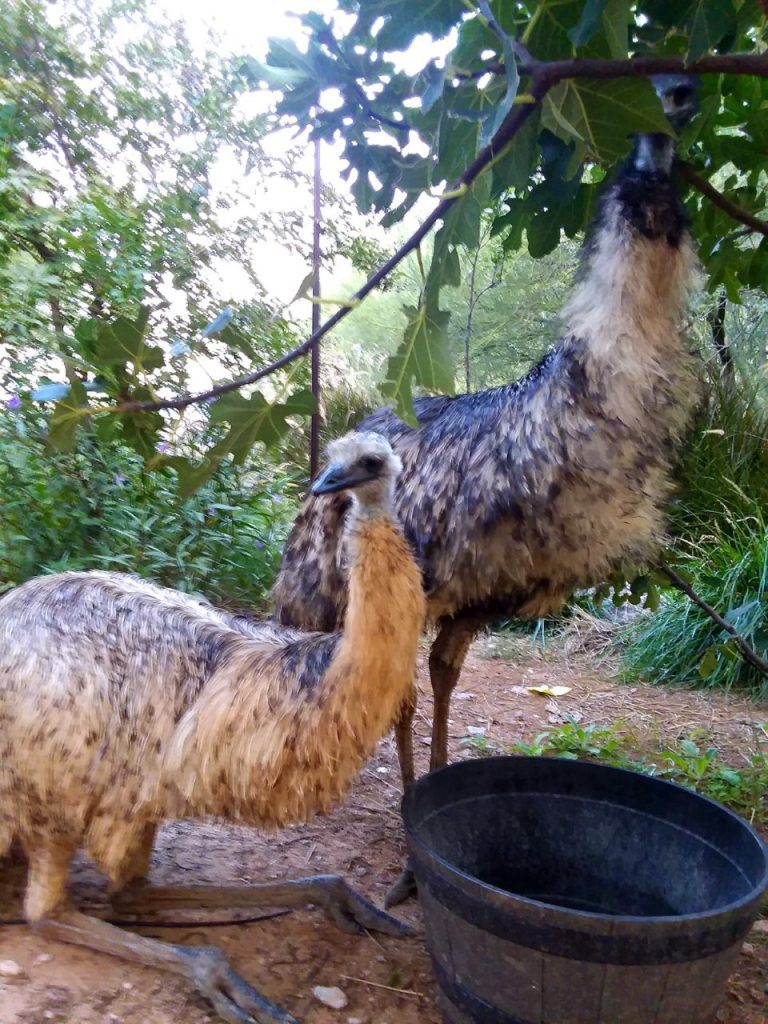 Gray Blonde and pure WHite mix Emu hatching eggs for sale