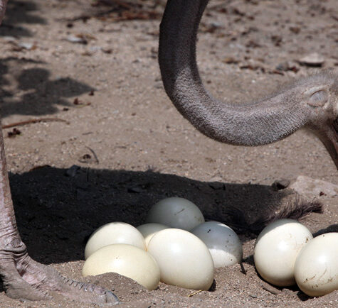 Fertile Hatching Eggs - Ostrich - Black Cape, Blue-neck, Red-neck Ostrich X.