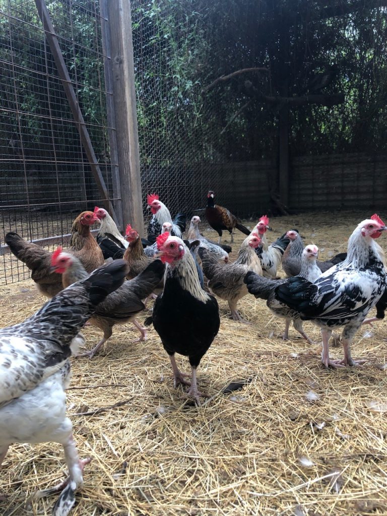 Fertile Hatching Eggs Hawaiian Old English Chicken Flock Starter