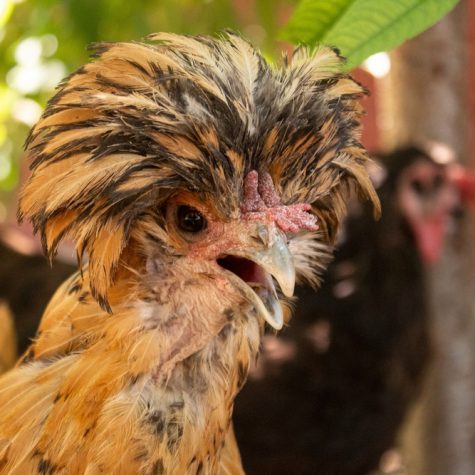 Fertile Hatching Eggs - Crested Polish, Creme Legbar, Crèvecœur Chickens