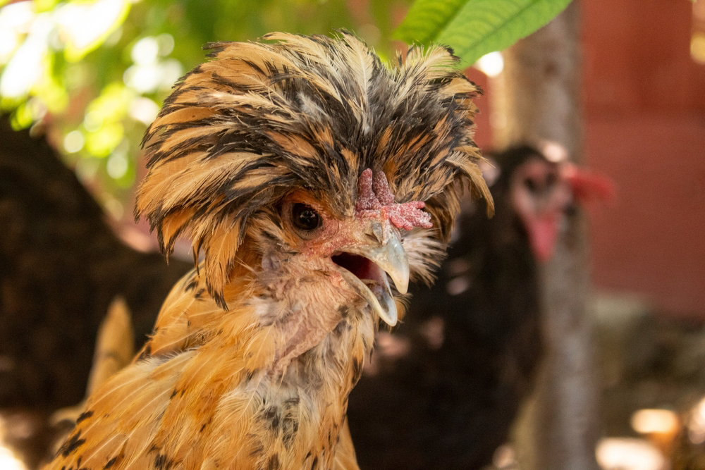Fertile Hatching Eggs - Crested Polish, Creme Legbar, Crèvecœur Chickens